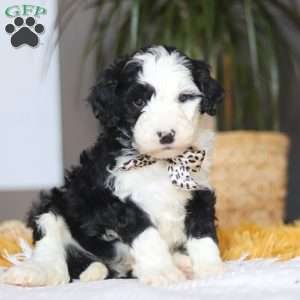 Cotton Tail, Mini Sheepadoodle Puppy